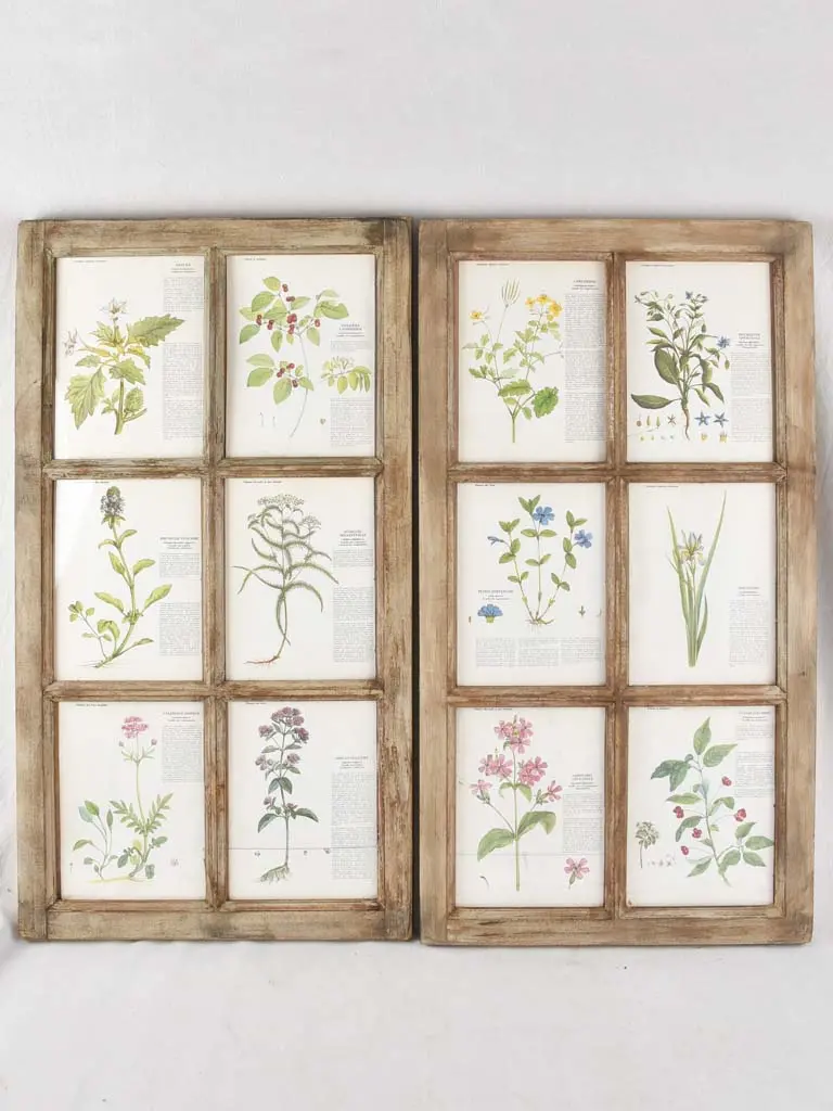 Dual Botanical Print Windows – Salvaged Vintage Panels, 43.75 X 23.75 Inches 1
