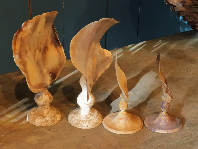 Set Of Four 19Th-Century French Seashell Specimens In Period Mounts 1